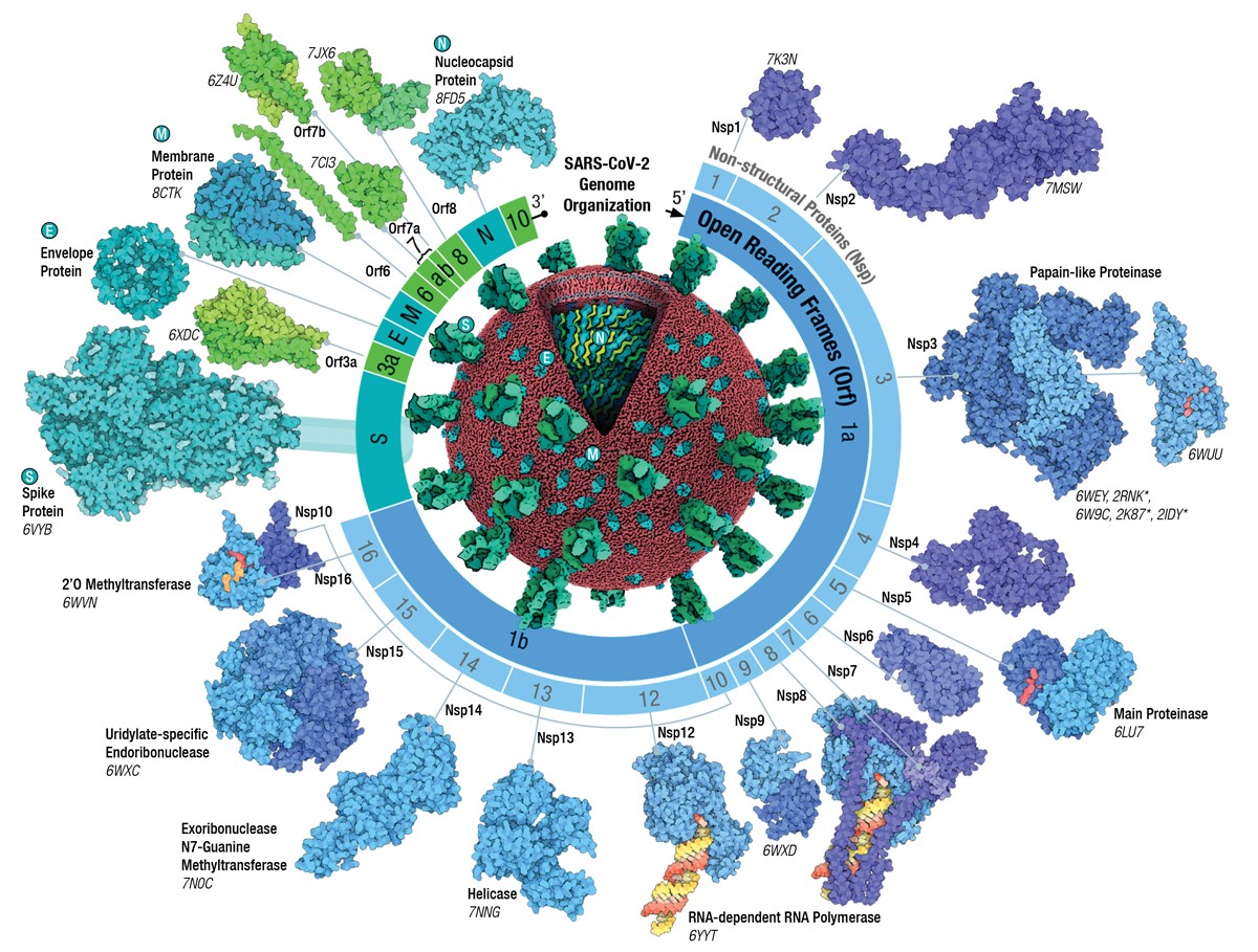 SARS-CoV-2 Genome Protein